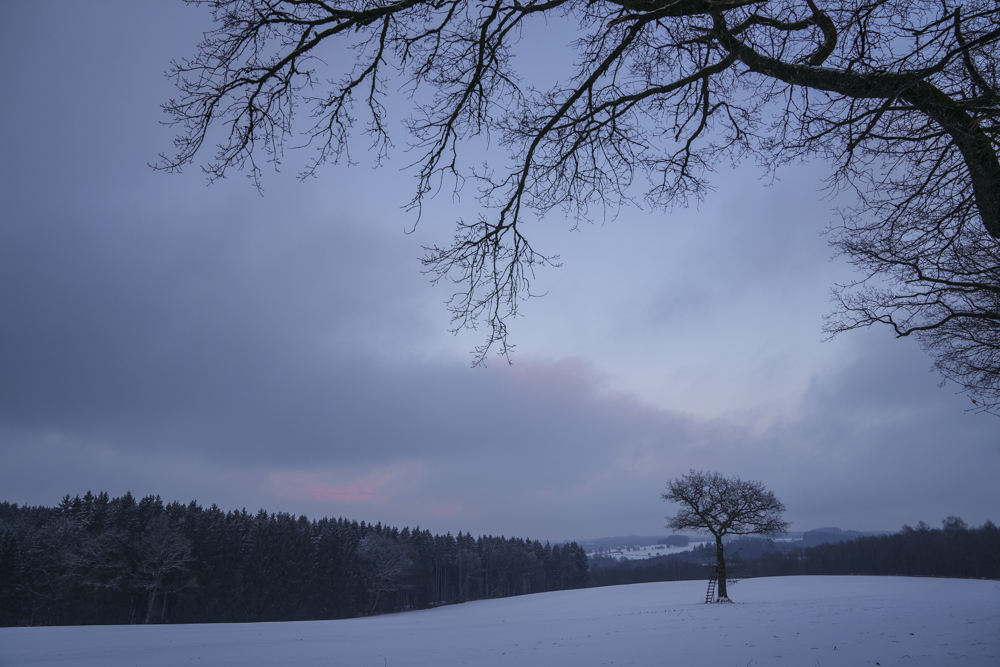 Bois des bois 18 01 24-4